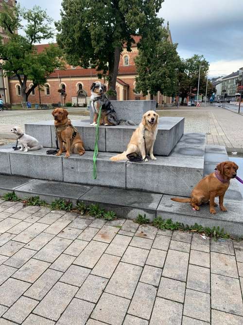 Hundeauslaufgebiet-Hundeschule Olching - Gaby Kühnel-Bild