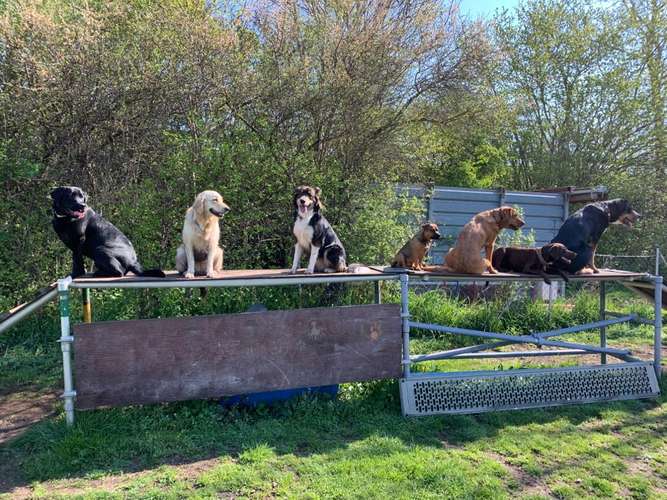 Hundeauslaufgebiet-Hundeschule Olching - Gaby Kühnel-Bild