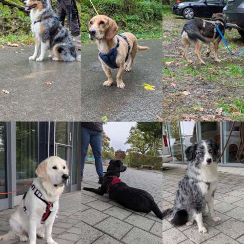 Hundeauslaufgebiet-Die Pfotenschule-Bild
