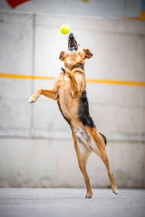 Hundeauslaufgebiet-Gino the Stray | Tierfotografie-Bild