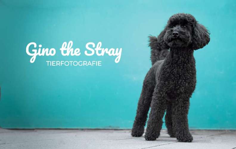 Hundeauslaufgebiet-Gino the Stray | Tierfotografie-Bild