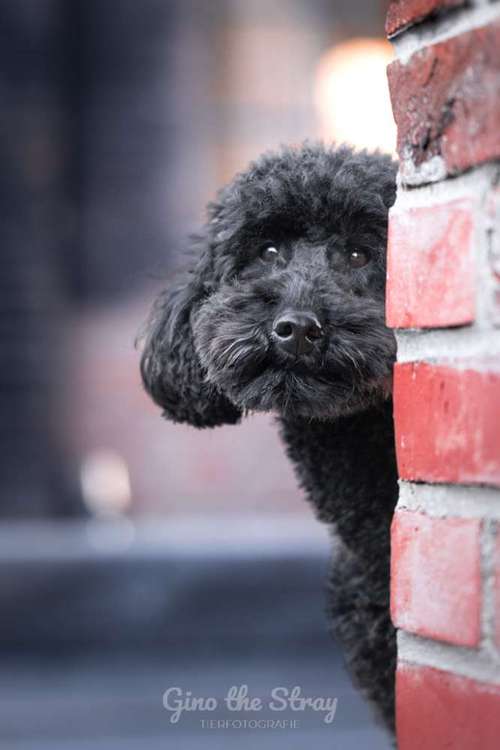 Hundeauslaufgebiet-Gino the Stray | Tierfotografie-Bild