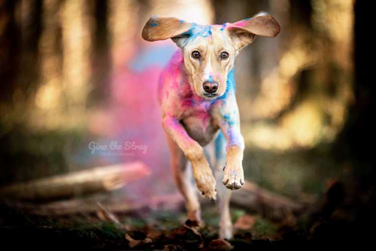 Hundeauslaufgebiet-Gino the Stray | Tierfotografie-Bild