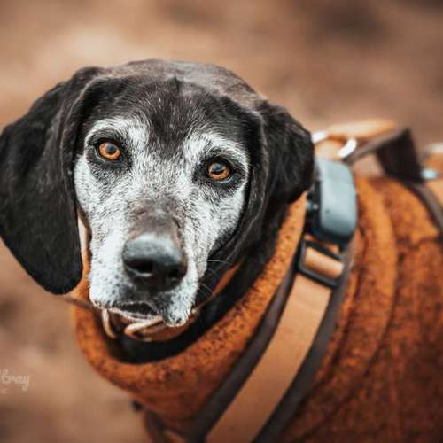 Hundeauslaufgebiet-Gino the Stray | Tierfotografie-Bild