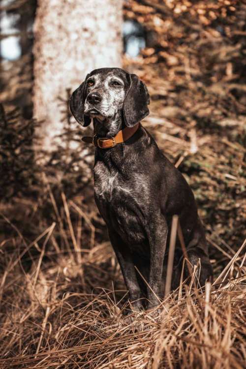 Hundeauslaufgebiet-Gino the Stray | Tierfotografie-Bild