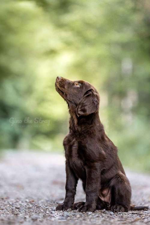 Hundeauslaufgebiet-Gino the Stray | Tierfotografie-Bild