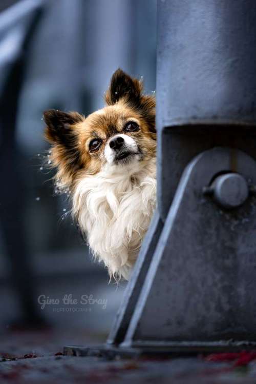 Hundeauslaufgebiet-Gino the Stray | Tierfotografie-Bild