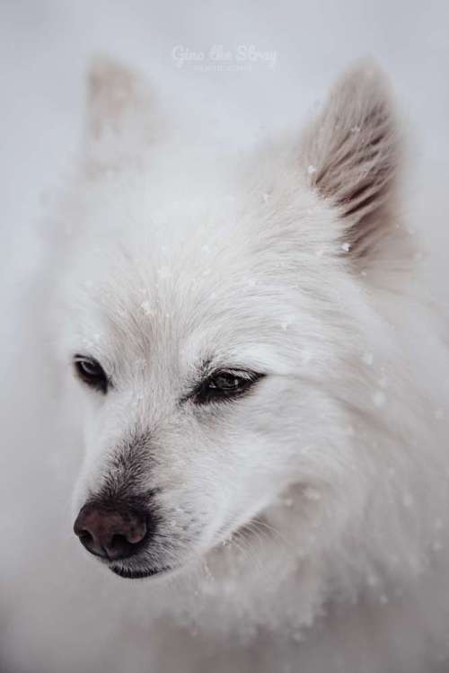 Hundeauslaufgebiet-Gino the Stray | Tierfotografie-Bild