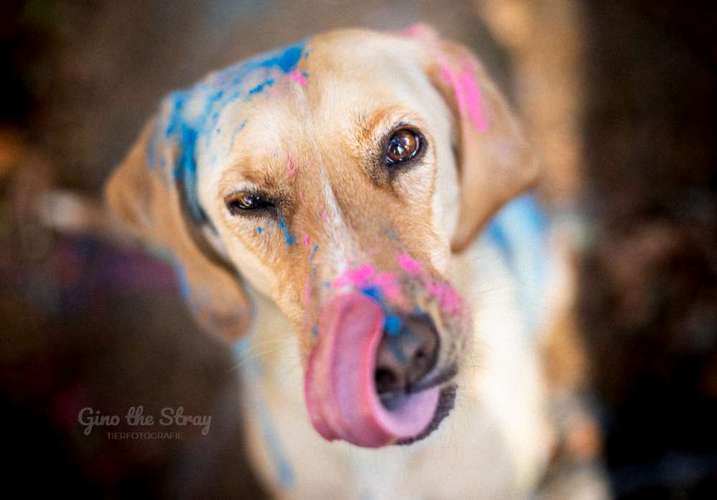Hundeauslaufgebiet-Gino the Stray | Tierfotografie-Bild