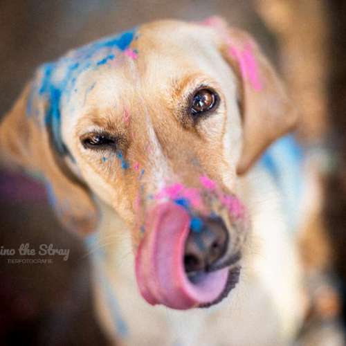 Hundeauslaufgebiet-Gino the Stray | Tierfotografie-Bild
