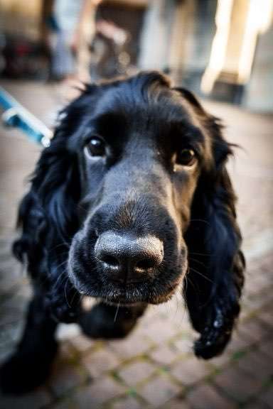 Hundeauslaufgebiet-Hundecoach Melly - Mobil & Individurll-Bild