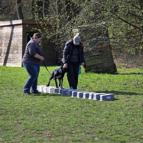 Hundeauslaufgebiet-Hundecoach Melly - Mobil & Individurll-Bild