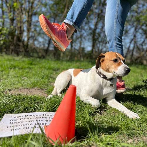 Hundeauslaufgebiet-Hundecoach Melly - Mobil & Individurll-Bild
