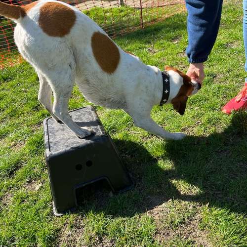 Hundeauslaufgebiet-Hundecoach Melly - Mobil & Individurll-Bild