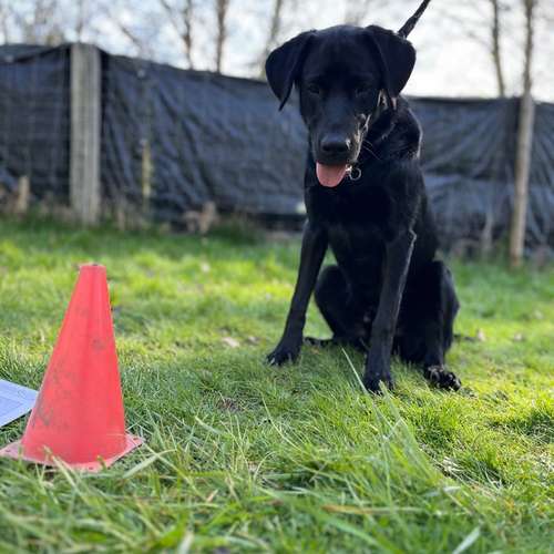 Hundeauslaufgebiet-Hundecoach Melly - Mobil & Individurll-Bild