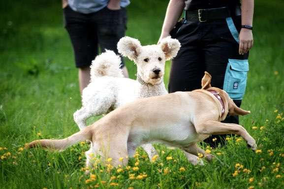 Hundeauslaufgebiet-Hundecoach Melly - Mobil & Individurll-Bild