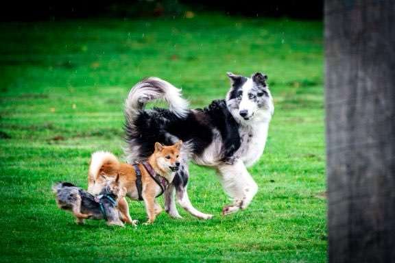 Hundeauslaufgebiet-Hundecoach Melly - Mobil & Individurll-Bild