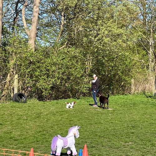 Hundeauslaufgebiet-Hundecoach Melly - Mobil & Individurll-Bild