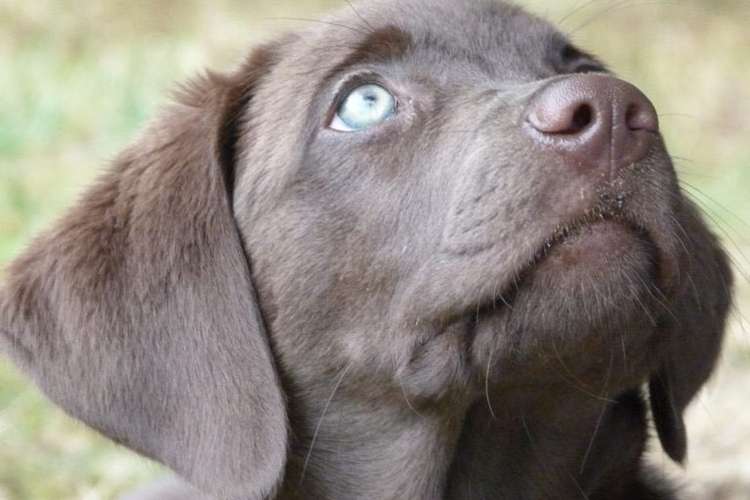 Hundeauslaufgebiet-Hundecoach Melly - Mobil & Individurll-Bild