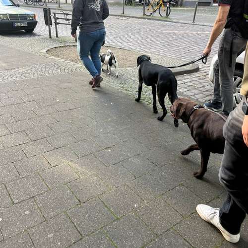 Hundeauslaufgebiet-Hundecoach Melly - Mobil & Individurll-Bild