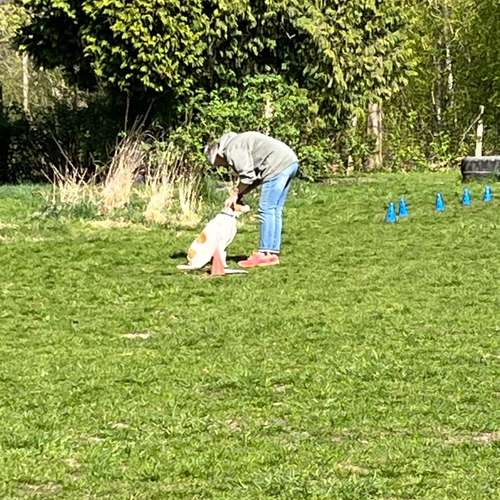 Hundeauslaufgebiet-Hundecoach Melly - Mobil & Individurll-Bild