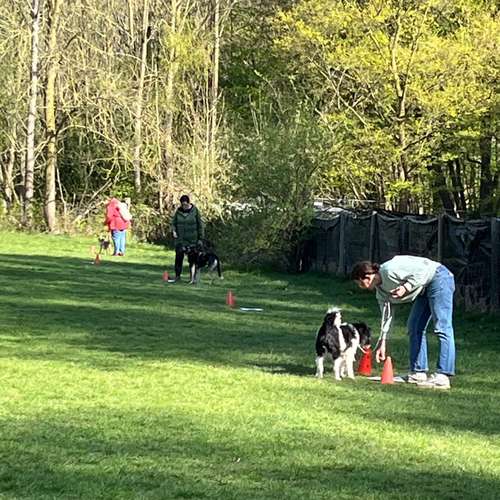 Hundeauslaufgebiet-Hundecoach Melly - Mobil & Individurll-Bild