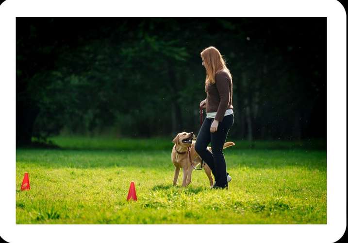 Hundeauslaufgebiet-Hundecoach Melly - Mobil & Individurll-Bild