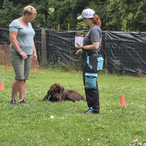 Hundeauslaufgebiet-Hundecoach Melly - Mobil & Individurll-Bild