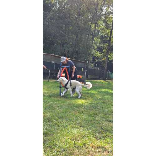 Hundeauslaufgebiet-Hundecoach Melly - Mobil & Individurll-Bild
