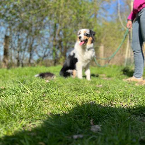 Hundeauslaufgebiet-Hundecoach Melly - Mobil & Individurll-Bild