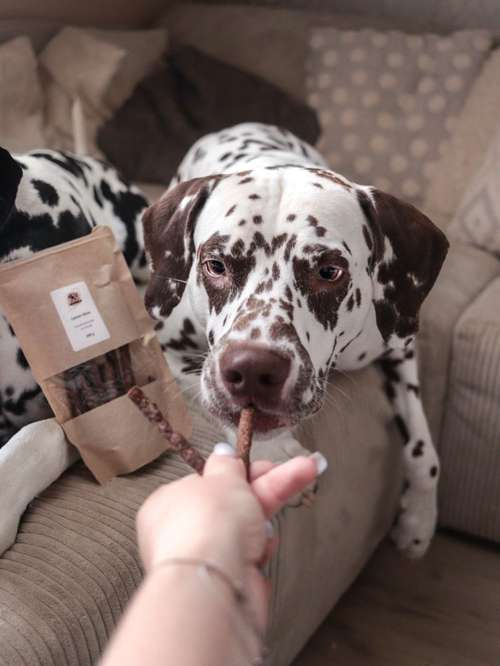 Hundeauslaufgebiet-LECKERBISS-Bild