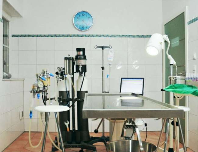 Hundeauslaufgebiet-Dr. Julia Frangipani-Bild