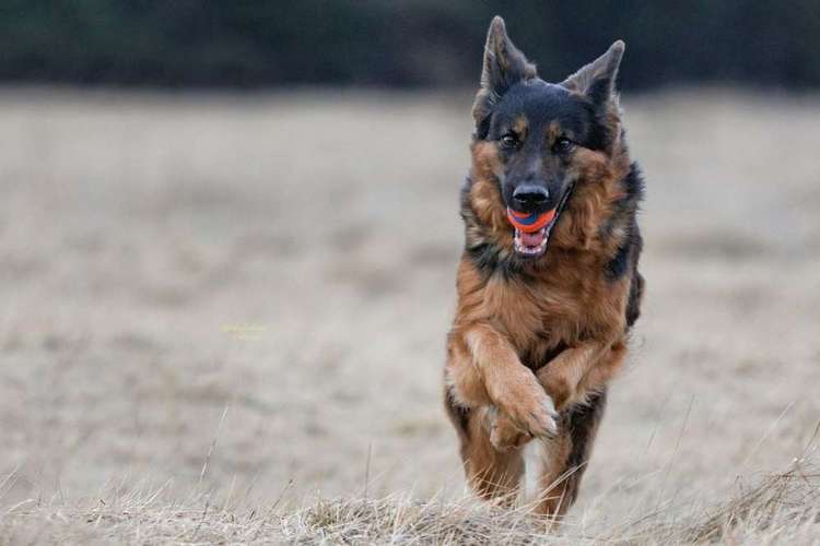 Hundeauslaufgebiet-Der Haustier Fotograf-Bild