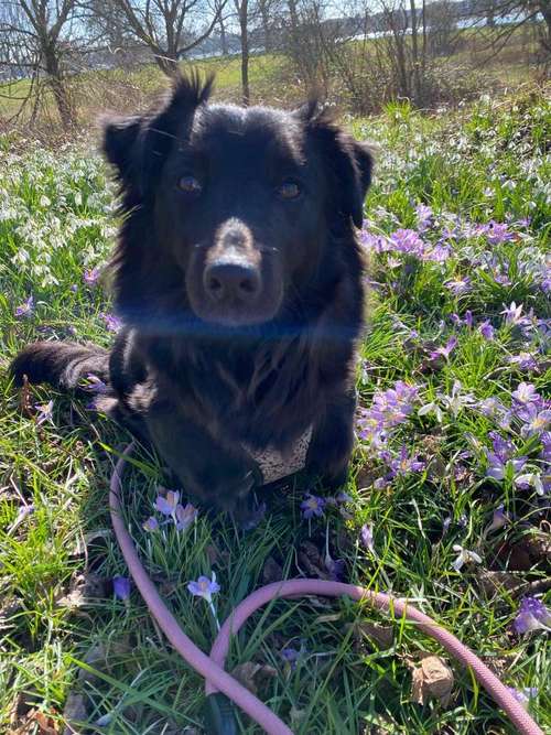 Hundeauslaufgebiet-AlohaDogs-Bild