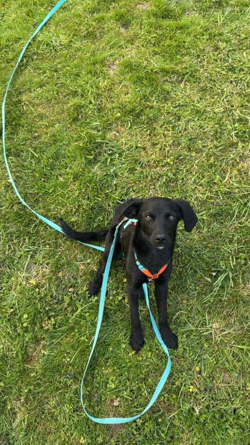 Hundeauslaufgebiet-AlohaDogs-Bild