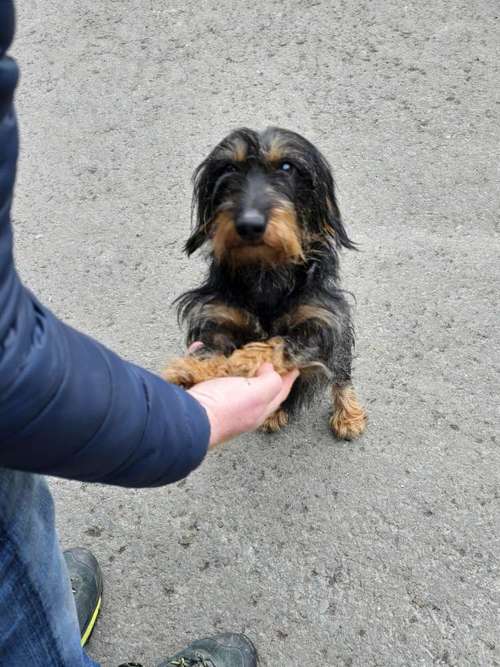 Hundeauslaufgebiet-AlohaDogs-Bild