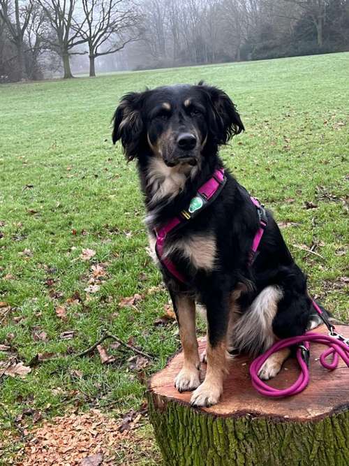 Hundeauslaufgebiet-AlohaDogs-Bild