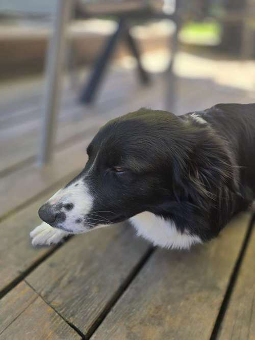 Hundeauslaufgebiet-AlohaDogs-Bild