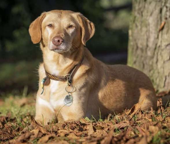 Hundeauslaufgebiet-AlohaDogs-Bild