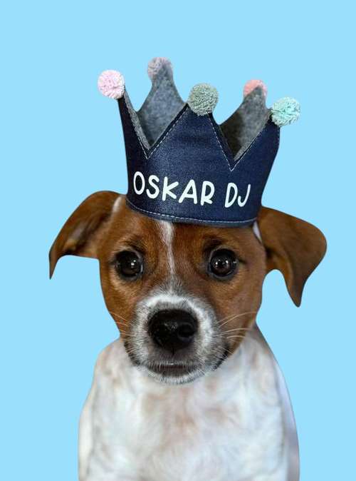 Hundeauslaufgebiet-Mila´s Kronenwelt-Bild