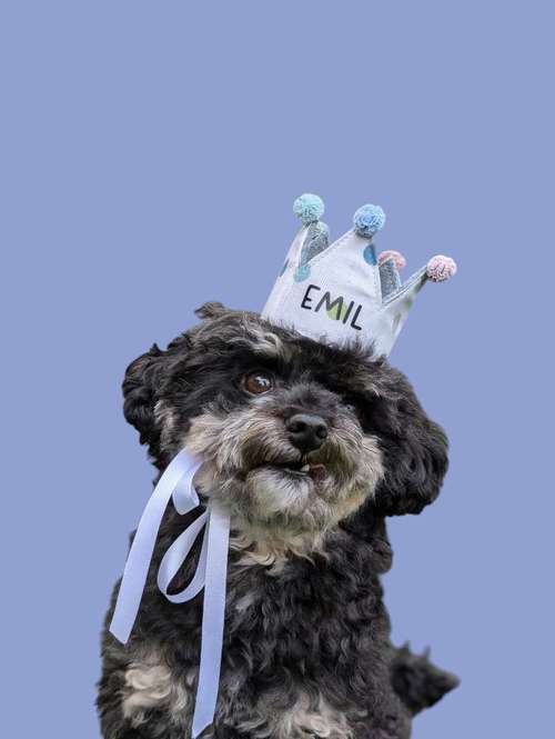 Hundeauslaufgebiet-Mila´s Kronenwelt-Bild