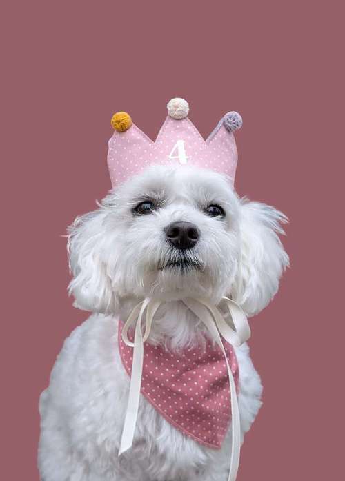 Hundeauslaufgebiet-Mila´s Kronenwelt-Bild