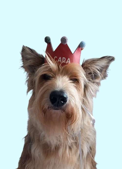 Hundeauslaufgebiet-Mila´s Kronenwelt-Bild