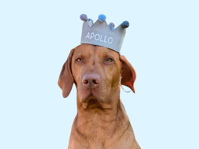 Hundeauslaufgebiet-Mila´s Kronenwelt-Bild