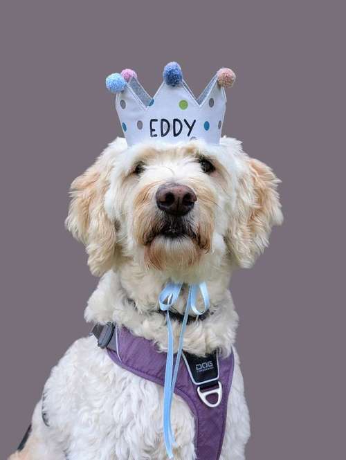 Hundeauslaufgebiet-Mila´s Kronenwelt-Bild