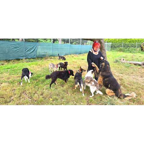 Hundeauslaufgebiet-TRAUMaHUNDE-Bild