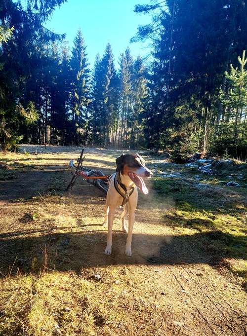 Hundeauslaufgebiet-FichtelDogX Hundetraining-Bild