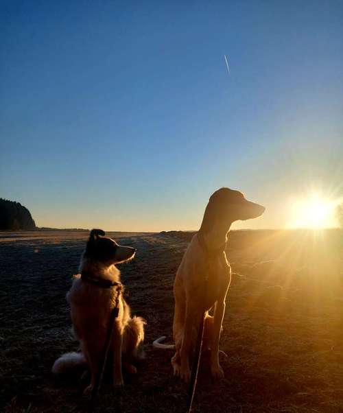 Hundeauslaufgebiet-FichtelDogX Hundetraining-Bild