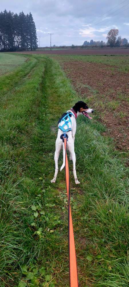 Hundeauslaufgebiet-FichtelDogX Hundetraining-Bild