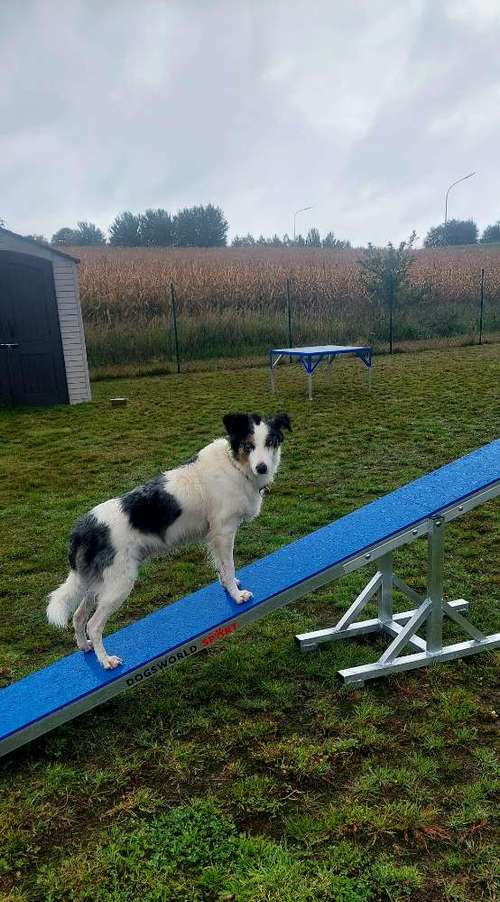 Hundeauslaufgebiet-FichtelDogX Hundetraining-Bild